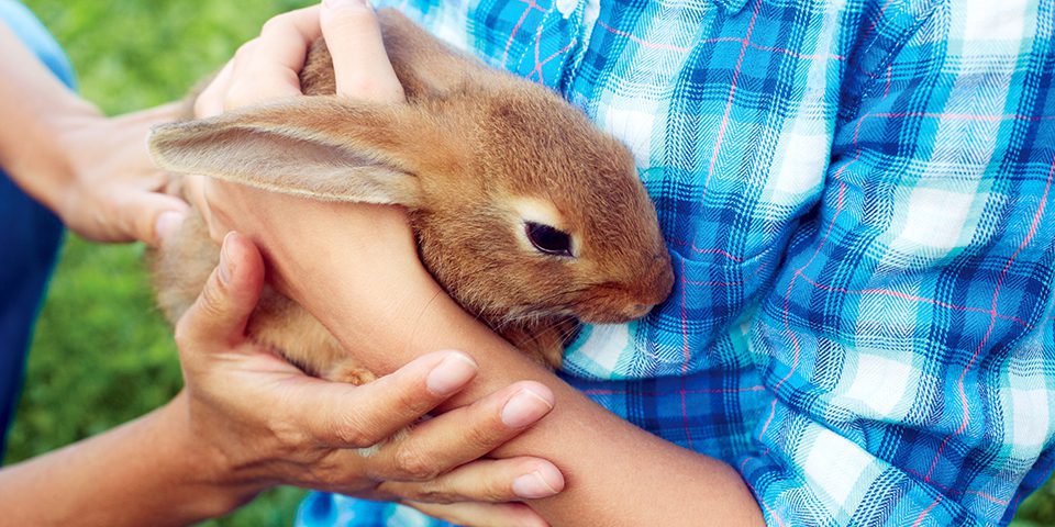 Brown rabbit sits in man's hands