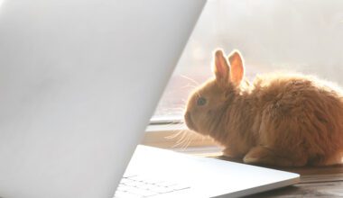 Young rabbit next to laptop