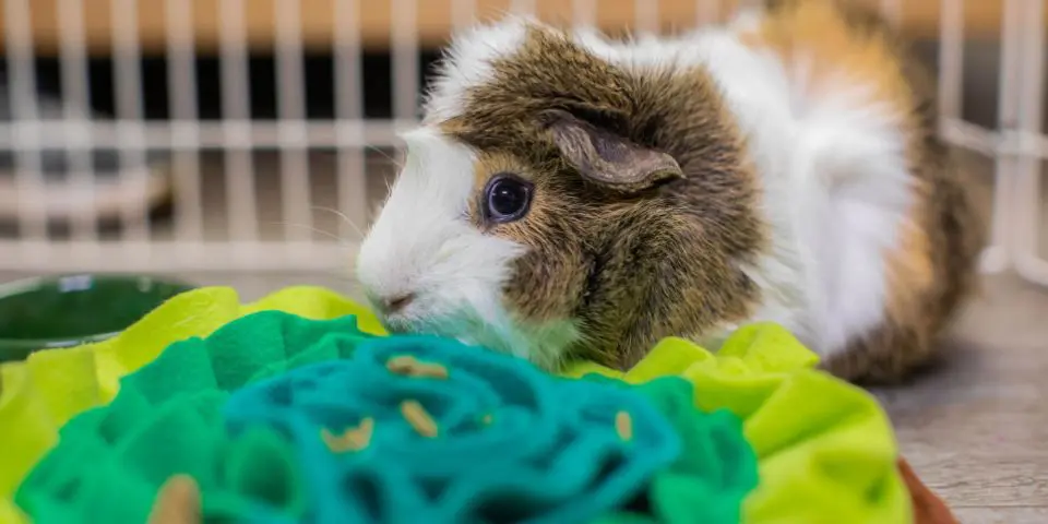 Guinea pig foraging for food in fleece mat