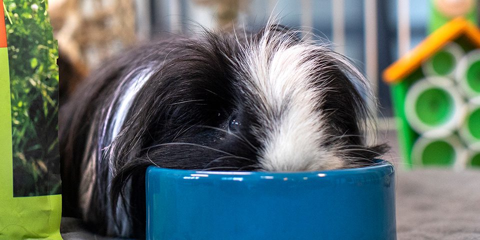 guinea pig eating pellets in a no-tip bowl