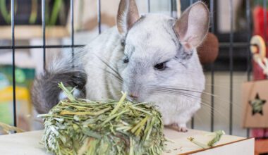 Chinchilla eating an Oxbow Harvest Stack