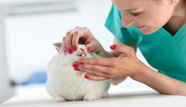 Female veterinarian examining rabbit's teeth