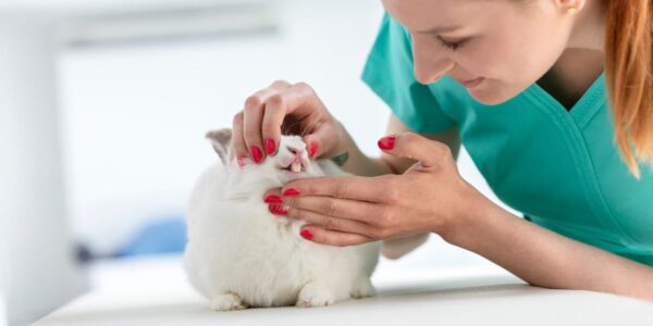 Do Rabbits Need Calcium?