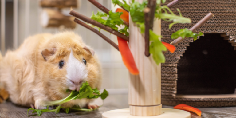 Oxbow’s Complete List of Guinea Pig Breeds - Oxbow Animal Health