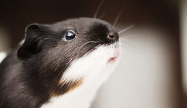 cute black and white cheeky guinea pig with blurry background
