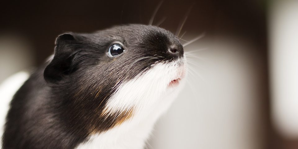 cute black and white cheeky guinea pig with blurry background