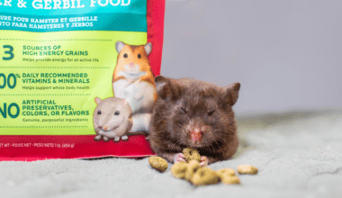 Image of brown hamster eating kibble