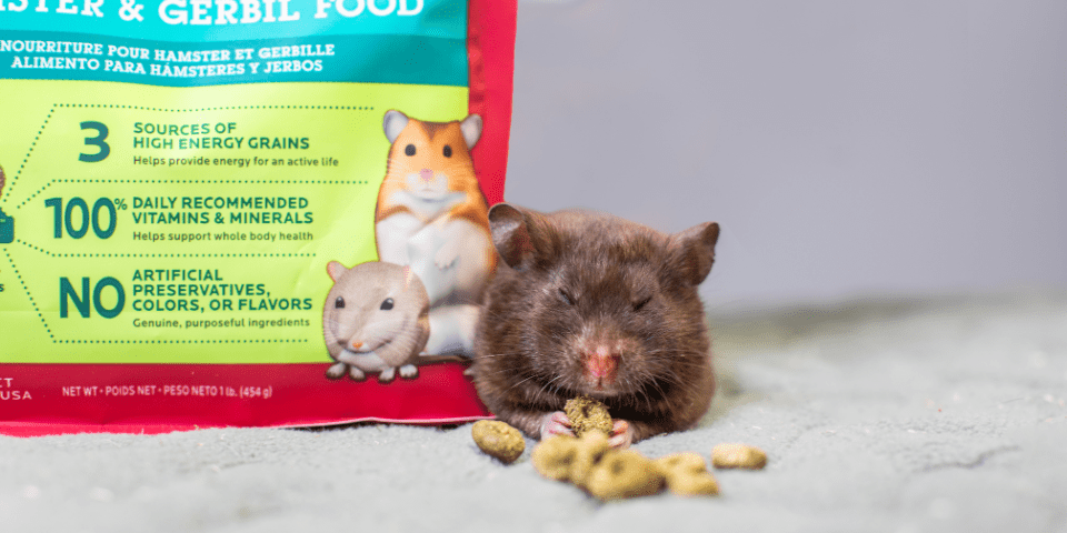 Pet Syrian Hamster: Personality, Diet & Care - Lil Pet