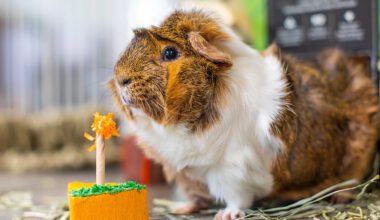 Guinea pig with an Oxbow Celebration Cake