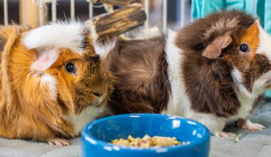 guinea pigs next to an Oxbow food dish