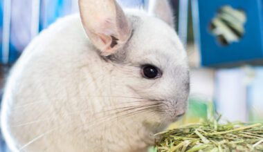 Chinchilla in a home setting