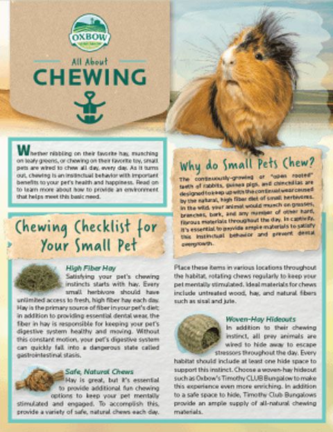 All About Chewing Handout - Oxbow Animal Health