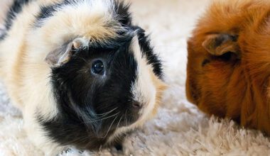 Two Guinea Pigs in a home setting