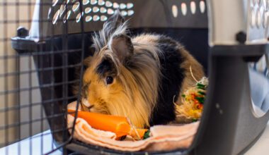 Lionhead rabbit in a pet carrier