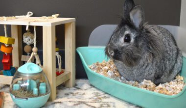Rabbit using a litter box