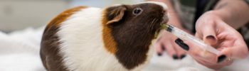 Brown and white guinea pig eating Critical Care from syringe