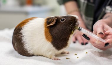 Brown and white guinea pig eating Critical Care from syringe