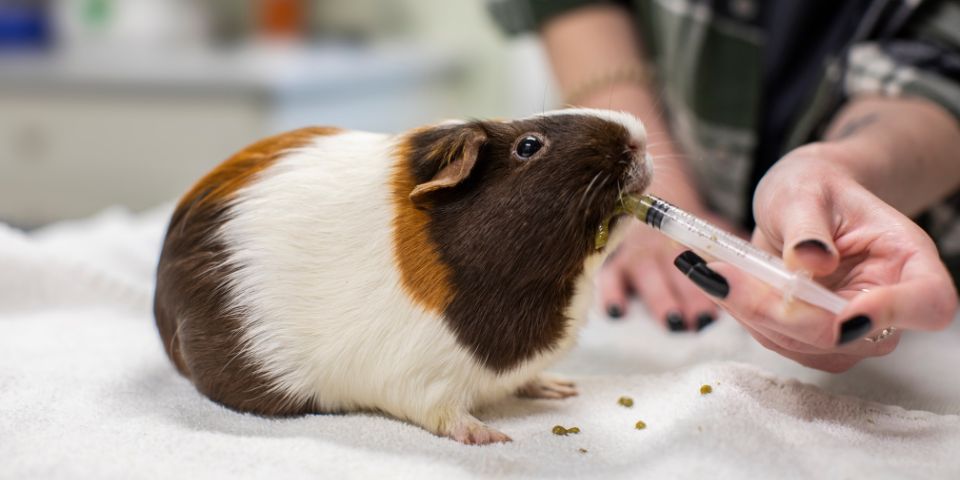 Brown and white guinea pig eating Critical Care from syringe