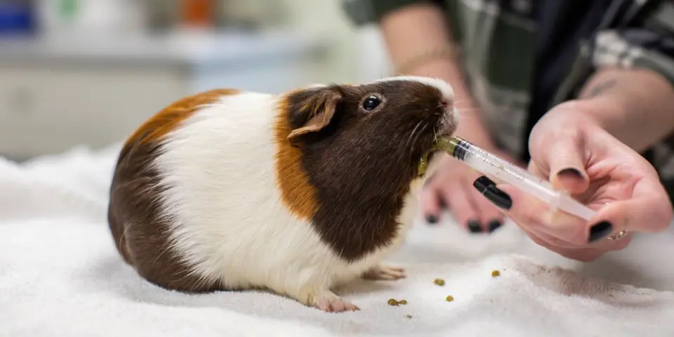 How much critical 2025 care for guinea pig