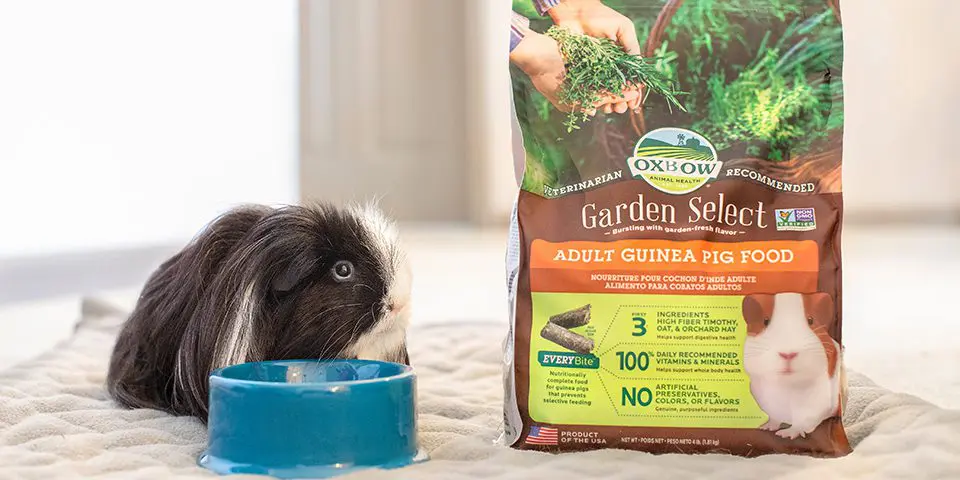 Adult guinea pig with blue bow eating Oxbow pellets from bowl