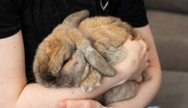 rabbit being held by pet parent