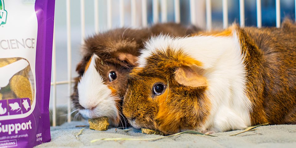 Guinea pigs eating Natural Science joint support supplement