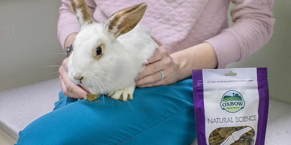 Rabbit eating Natural Science Joint Support
