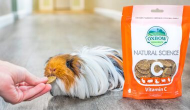 Guinea pig eating Oxbow Natural Science Vitamin C