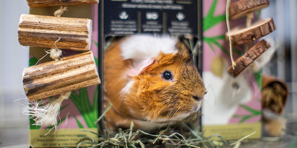 guinea pig in a prime cut hay soft and lush box