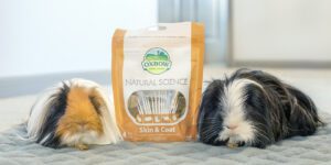 Guinea pigs eating Natural Science Skin and Coat Supplements for Small Mammals