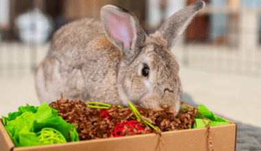 Rabbit Foraging for food in box