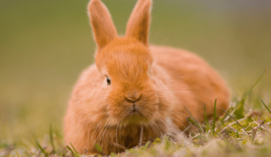 rabbit sitting in the grass