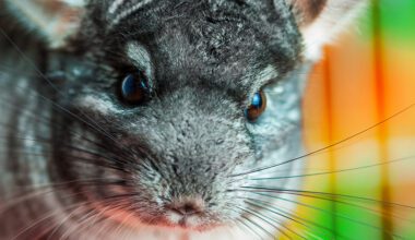 chinchilla with a colorful background