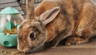Rabbit eating pellets from enrichment feeder