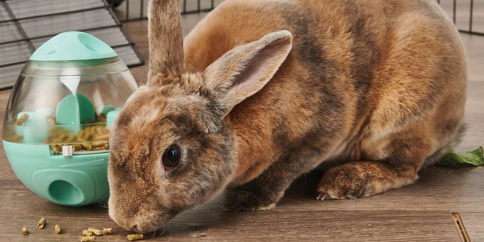 Rabbit eating pellets from enrichment feeder