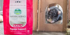 Rat eating an oxbow natural science papaya support supplement