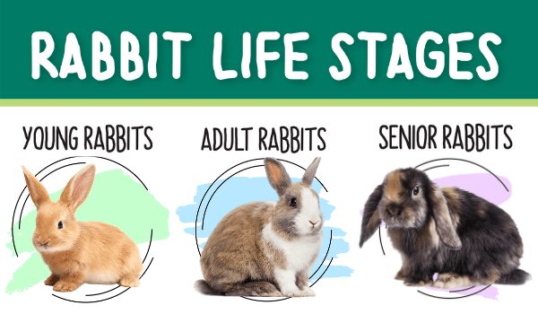 Rabbit Life Cycle Stages: Feeding and Care Tips