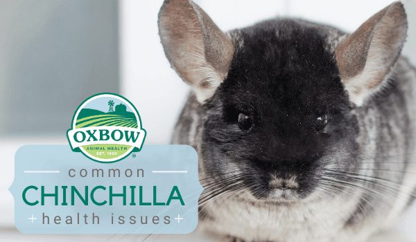 do chinchillas have health problems