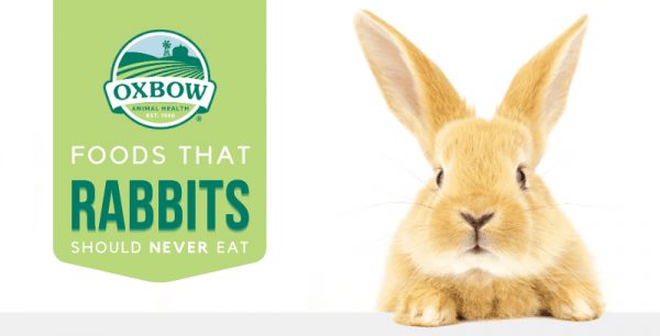 can rabbits eat dog food