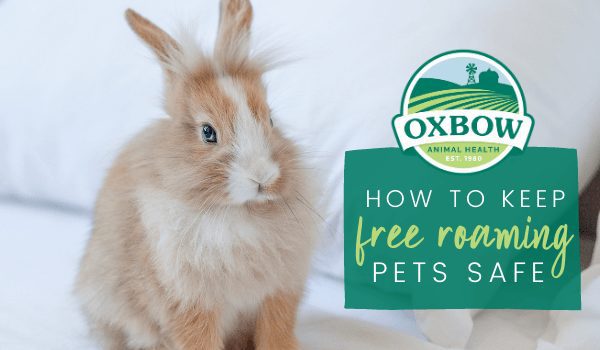 Free roaming rabbits clearance outside