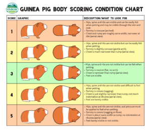 Guinea Pig Size-O-Meter UK Pet Food | atelier-yuwa.ciao.jp