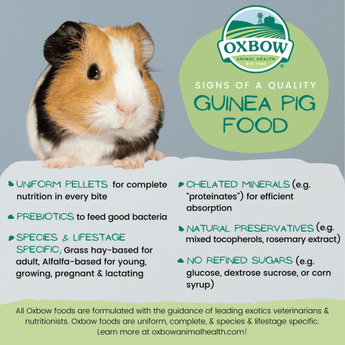 Foods to clearance give guinea pigs