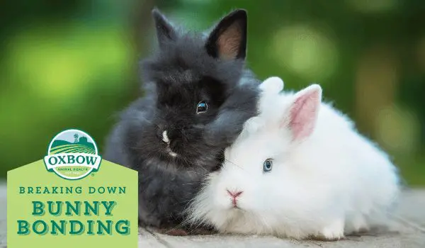 Breaking Down Bunny Bonding: 6 Tips and Tricks