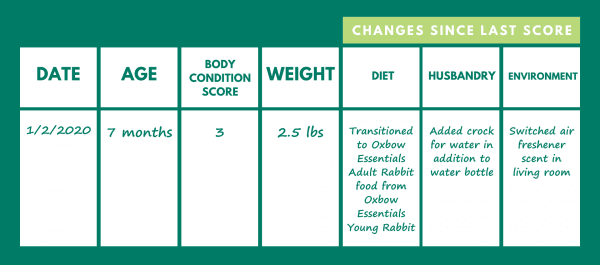 Signs Your Rabbit or Guinea Pig is Overweight or Underweight