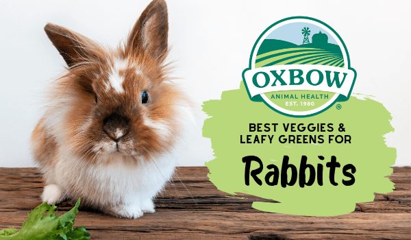 best food for rabbits in summer