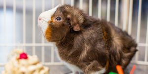 Guinea pig in a home setting