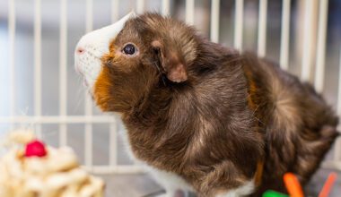 Guinea pig in a home setting