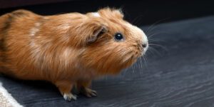 Guinea pig in a home setting