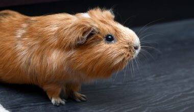 Guinea pig in a home setting