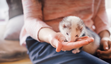 Woman feeding pet ferret from her hand